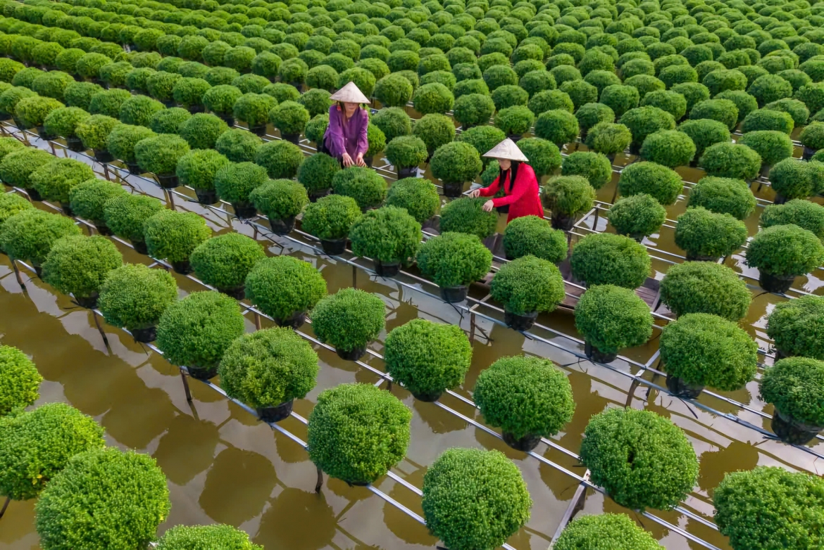 Mua cây giống Chợ Lách ở đâu uy tín, chất lượng tại Vĩnh Long?