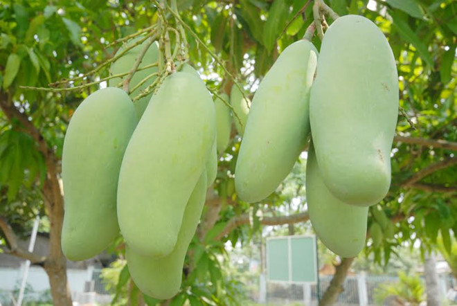 Xoài Đài Loan
