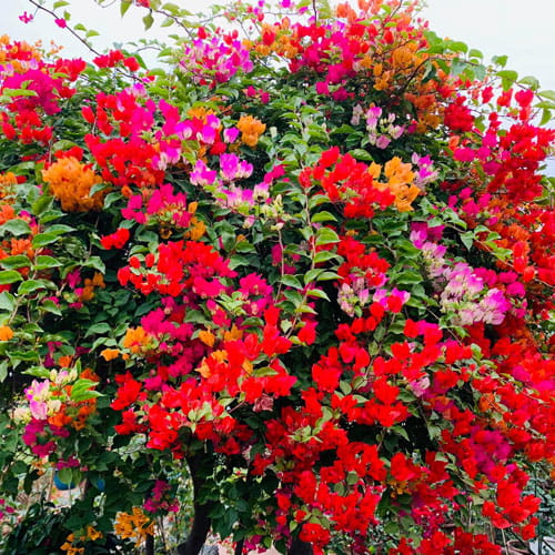 Hoa Giấy Ngũ Sắc