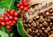 Cà Phê Robusta
