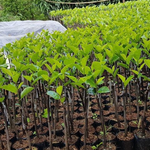 Giống Cây Mít Thái
