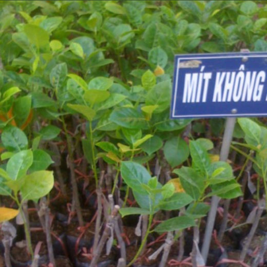 Giống Cây Mít Không Hạt
