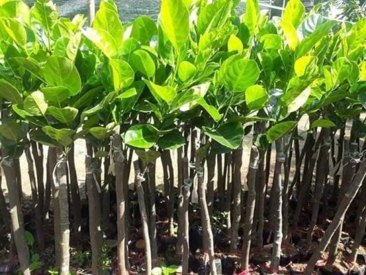 Giống Cây Mít Thái Siêu Sớm