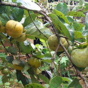 Giống Cây Hồng Giòn Nhật Bản