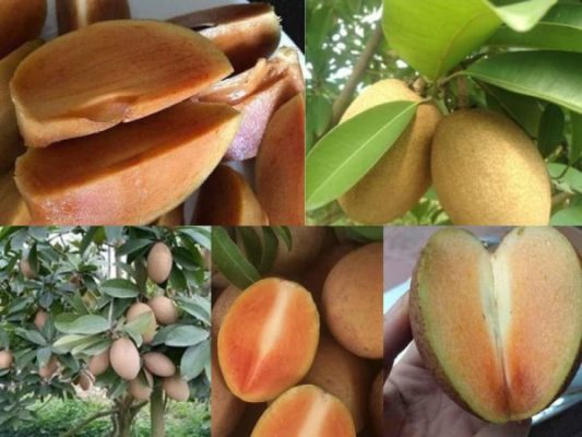 Giống Cây Hồng Xiêm Không Hạt
