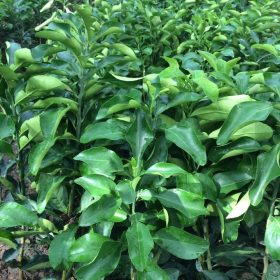 Giống Cây Bưởi Tiến Vua