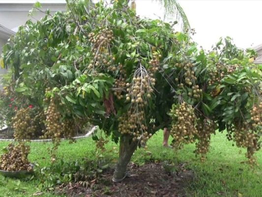 Giống Cây Nhãn Muộn Miền