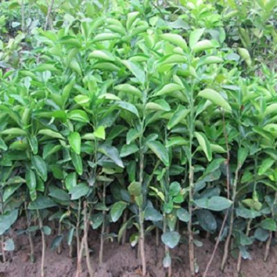 Giống Cây Cam Đường Canh
