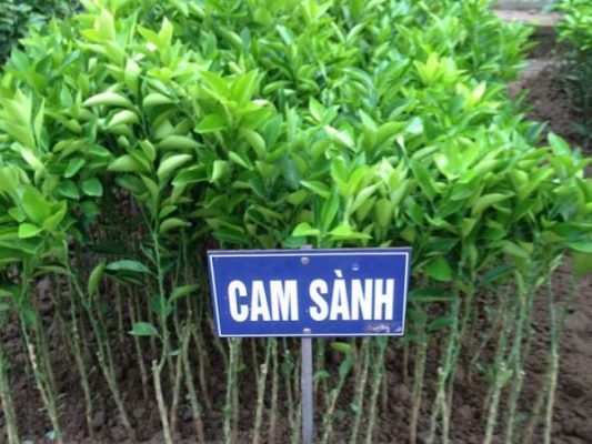 Giống Cây Cam Sành