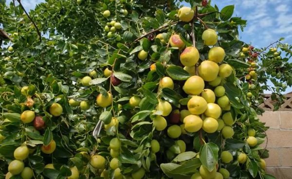 Giống Cây Táo Tàu