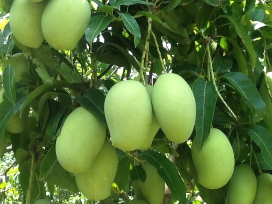 Giống Cây Xoài Keo