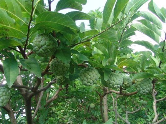 Giống Cây Na Thái Lan