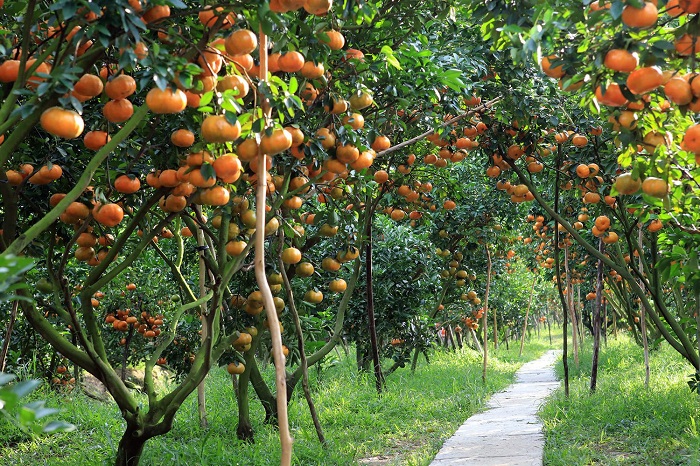 Tour Hái Trái Cây Miệt Vườn